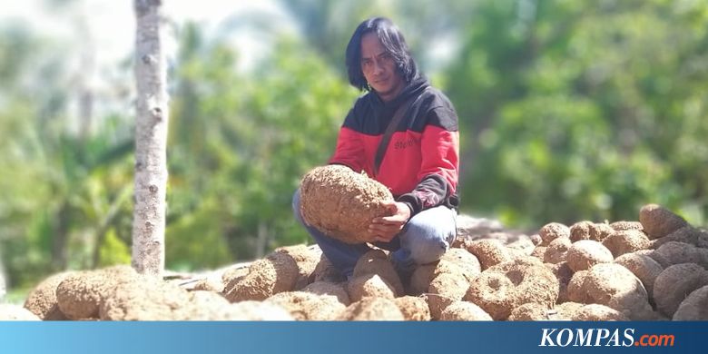 Cerita Paidi, Mantan Pemulung Beromzet Miliaran Setelah Sukses Tanam Porang