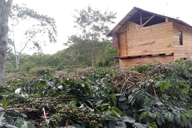 Hamparan kebun kopi milik M Fachriz Tanjung di Simpang Teritit, Kabupaten Aceh Tengah, Aceh