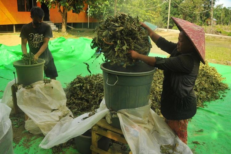 Sejumlah petani di Kapuas Hulu, Kalimantan Barat, tengah mengolah daun kratom menjadi remahan yang siap dijual.