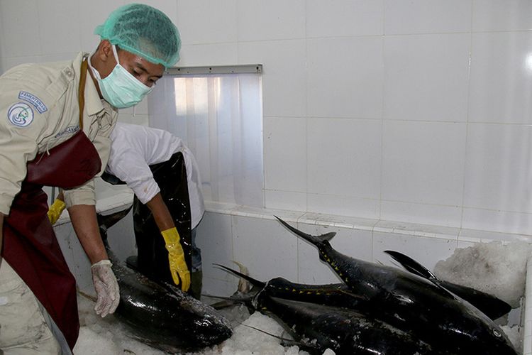 Proses pengolahan ikan tuna di Pabrik UD Nagata Tuna milik Muslim, Warga Punge Blang Cut, Kecamatan Jaya Baru, Kota Banda Aceh. Kamis (1/3/2018).  Setelah diolah, daging ikan tuna hasil tangkapan nelayan tradisional di wilayah perairan laut Aceh ini diekspor langsung ke Jepang.