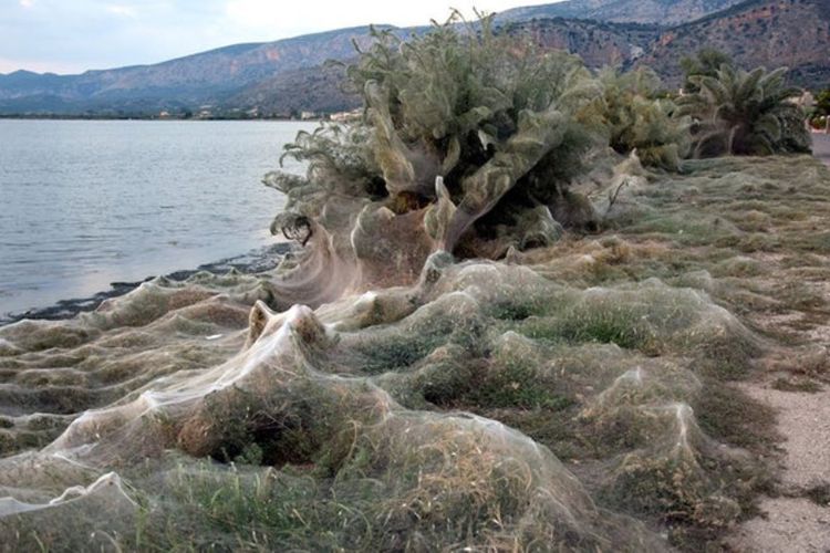 Penduduk Aitoliko dikejutkan oleh jaring laba-laba yang menyelimuti seluruh pantai. Tidak hanya sebagian, tapi lebih dari 300 meter pesisir diselimuti jaring laba-laba.