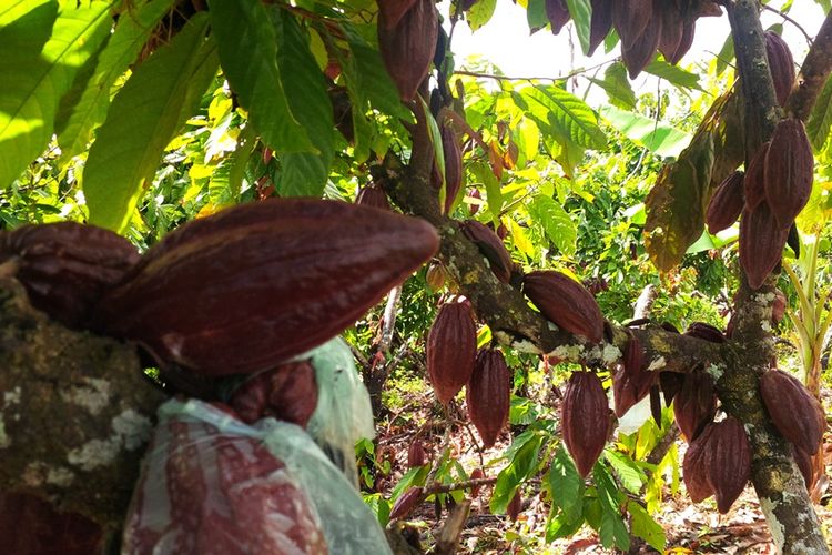 Tanaman coklat milik salah satu petani di Desa Lodes Keccamatan Sebatik. Karena hanya bergantung penjualan kakao ke Kota Tawau Malaysia, kakao milik petani hanya dihargai 12 hingga 21.000 rupiah perkilogram.