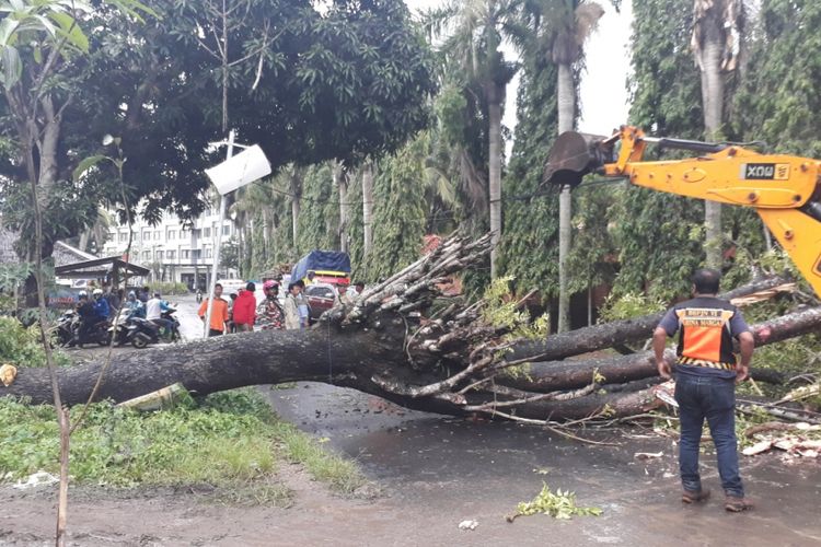 Tampak pohon tumbang menutup akses jalan Raya Carita, Kabupaten Pandeglang, Banten, Minggu (23/12/2018).