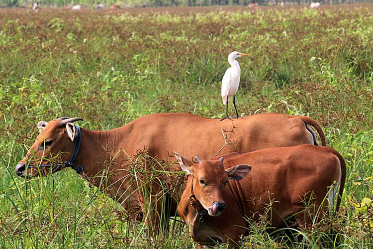 seekor burung kuntul kerbau (Bubulcus coromandus)  sedang berdiri di punggung sapi. Burung ini menyukai berada di samping sapi untuk memakan serangga.