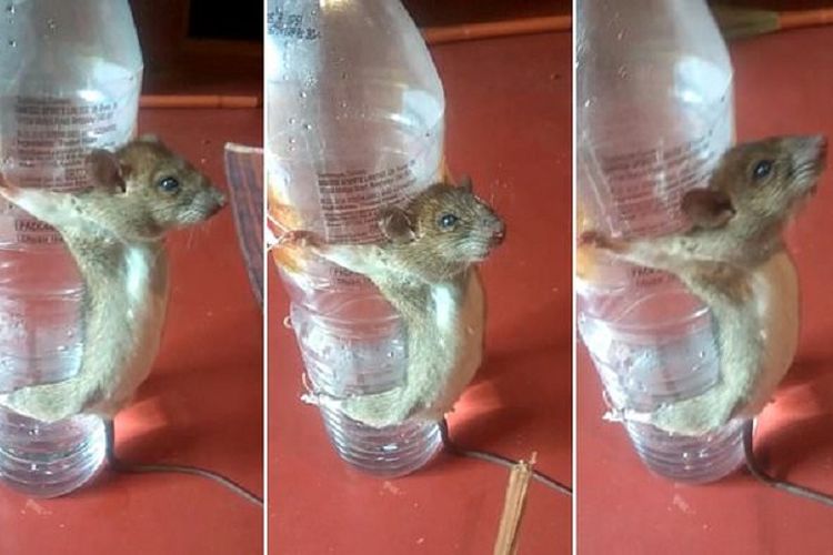 Rekaman video yang memperlihatkan seekor tikus diikat di botol dan disiksa setelah dituduh memakan kabel charger.