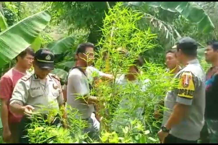 Polisi menemukan tanaman ganja di Lombok Utara, Jumat (11/1/2019).