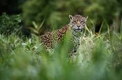 Berita Populer: Viralnya Video Lemon, hingga Jaguar Kabur dari Kandang