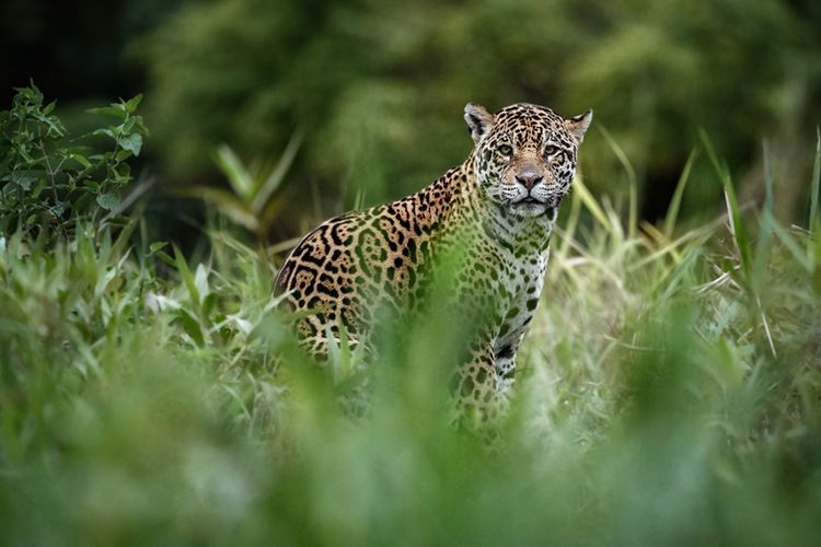Seekor jaguar.