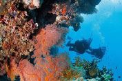 Setengah Terumbu Karangnya Mati, Great Barrier Reef Terancam Hilang