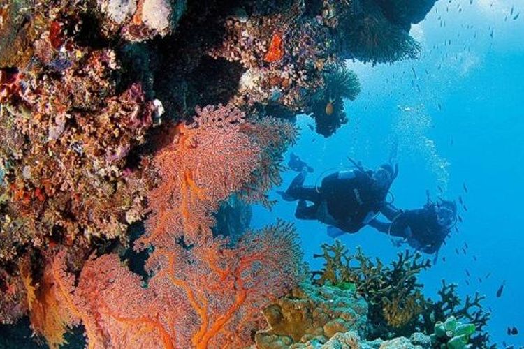 Great Barrier Reef adalah salah satu keajaiban alam dunia dan Situs Warisan Dunia. Laut dengan ekosistem terumbu karang terbesar di dunia ini juga tujuan wisata terbaik dunia menurut AS News & World Report 2016-2017.