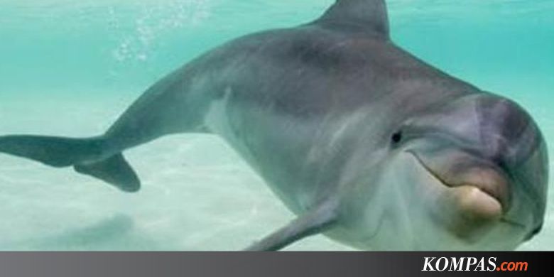 Lewat Suara, Lumba-lumba Jantan dapat Bedakan Kawan dan Musuh