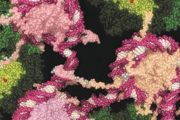 Ilustrasi obat yang baru dikembangkan (dalam warna merah) dalam posisi mengunci blok sel kanker berkembang biak.