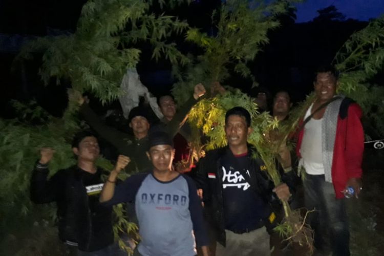 Jajaran Kodim 0405/Lahat menemukan ladang ganja seluas 1 hektare yang berada di kawasan Tebing Meranti, Talang Renai Payang, Desa Linggae, Kecamatan Pendopo Barat, Kabupaten Empat Lawang, Sumatera Selatan, Sabtu (5/1/2019). 
