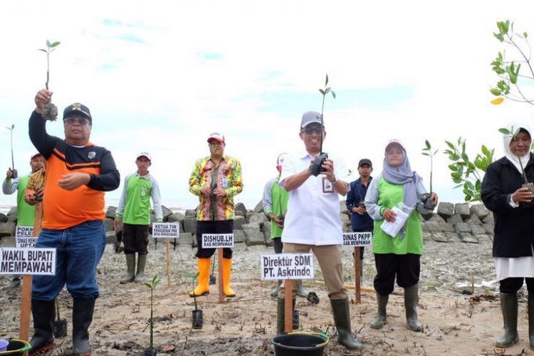PT Askrindo (Persero) melakukan program penanaman mangrove di Kabupaten Mempawah, Kalimantan Barat.