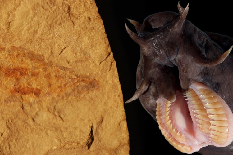 Hagfish yang hidup 100 juta tahun yang lalu memiliki kemampuan memproduksi lendir yang sama dengan hagfish modern.
