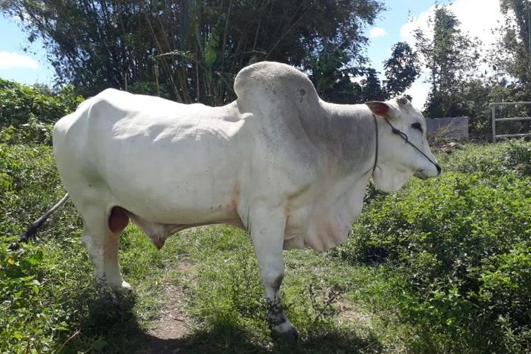 Sapi sumbangan dari Presiden Jokowi Sapi sumbangan dari Presiden Jokowi