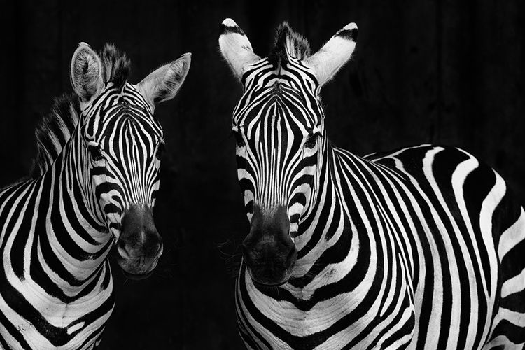 Dua ekor zebra.