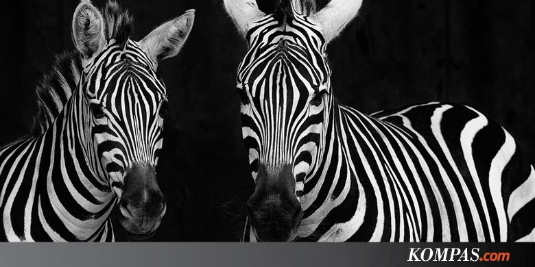 Garis Hitam  Putih  Zebra Jadi Rahasia Hindari Gigitan Serangga