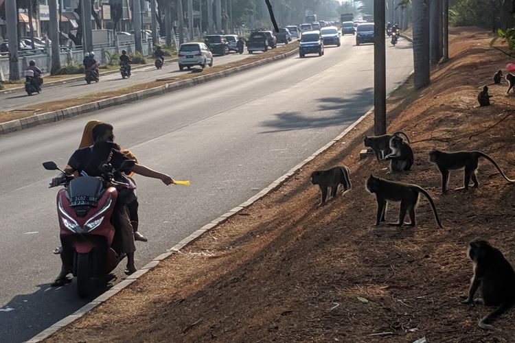 Kawanan monyet turun ke pinggir jalan PIK, Jakarta Utara untuk mengambil makanan yang diberikan warga yang melintas