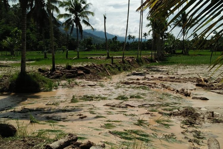 Puluhan hektare sawah rusak di Kabupaten Lebong, Bengkulu akibat banjir sejak sepekan terakhir