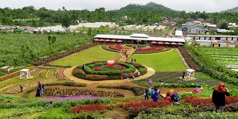 Keindahan Taman Bunga Kutabawa dengan warna-warni kembangnya.