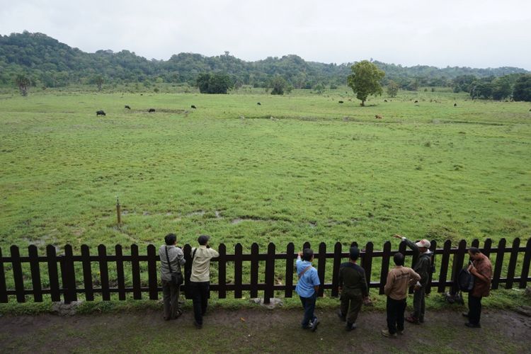 Sadengan, feeding ground di TN Alaspurwo Banyuwangi, Jatim.