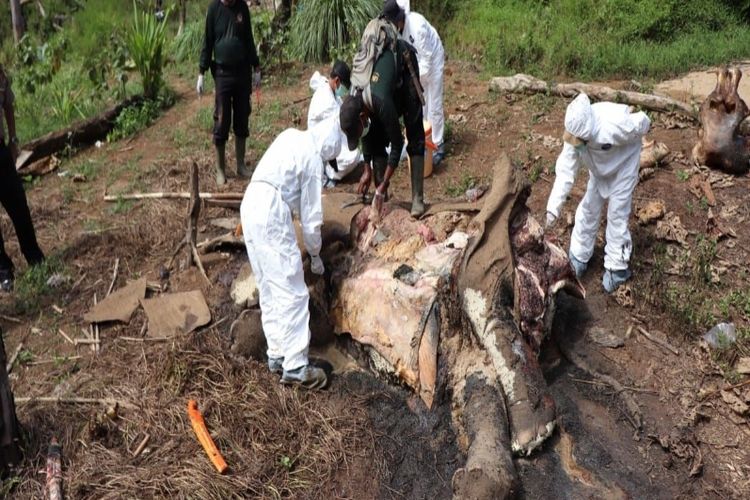 Bangkai gajah ditemukan di Bengkulu dan diperiksa tim BKSDA Bengkulu pada Sabtu (30/6/2018).