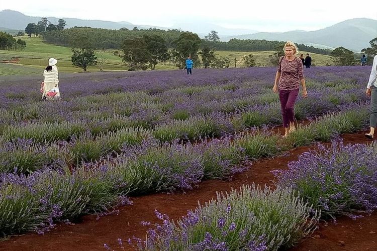 Meski sebagian besar bunga lavender belum mekar di awal Desember, tak menghalangi sejumlah wisatawan untuk menikmati suasana di Bridestowe Lavender Estate, Tasmania.
