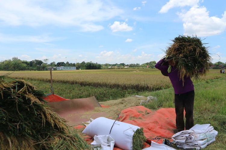 Petani di Jember, Jawa Tengah.