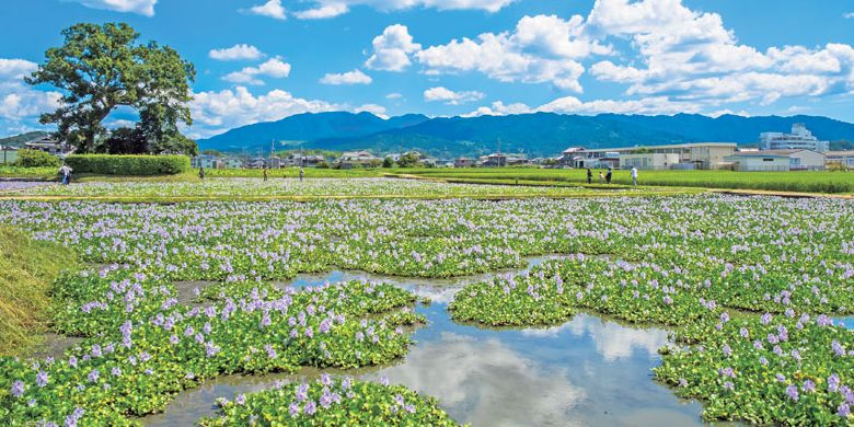 Eceng gondok yang sengaja ditanam di sawah bekas reruntuhan Kuil Motoyakushiji, kota Nara, Jepang, ini paling baik dinikmati pada akhir bulan September.
