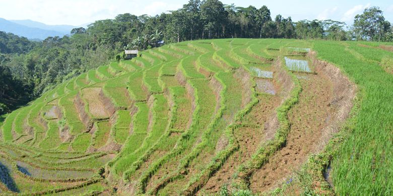 Persawahan Mbeling dengan model terasering memberikan kesan tersendiri bagi turis Belgia yang melakukan wisata ekologi kawasan Mbeling, Kecamatan Borong, Manggarai Timur,Flores, NTT, Senin (14/8/2017).