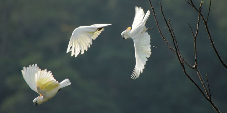 Burung Kakatua Jambul Jingga hanya hidup di hutan di Pulau Sumba, Nusa Tenggara Timur. Burung ini menjadi burung endemik di kawasan hutan Taman Nasional MataLawa Sumba. Banyak pengamat, peneliti Burung mengeksplorasi keunikan burung di Pulau Sumba. 