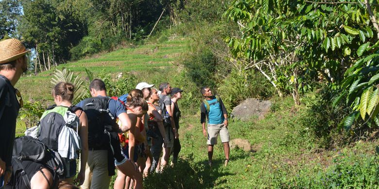 Pemandu wisata menjelaskan kepada turis Belgia cara memetik kopi di pinggir persawahan Mbeling, Desa Gurung Liwut, Kecamatan Borong, Manggarai Timur, Flores, NTT, Senin (14/8/2017). Wisata alam dengan mengelilingi persawahan dan perkebunan kopi ditawarkan kepada wisatawan mancanegara dan wisatawan nusantara oleh warga Desa Gurung Liwut.