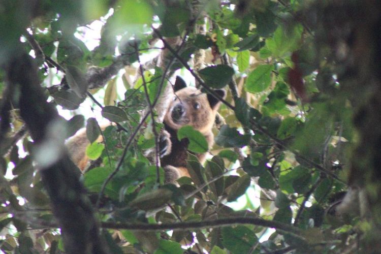 Kanguru Pohon Wondiwoi berhasil diabadikan setelah 90 tahun dianggap punah