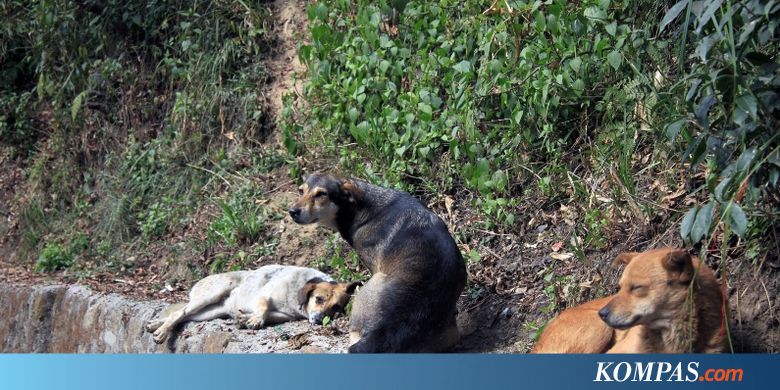 Serangan Anjing Liar Marak, Anak-anak Dilarang Keluar 