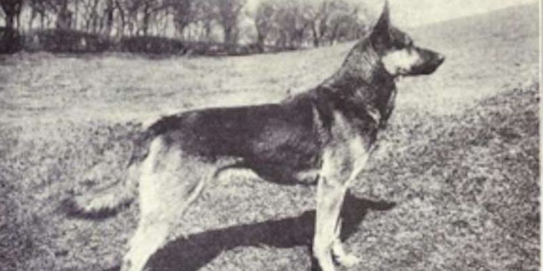 Anjing German Shepherd 1915