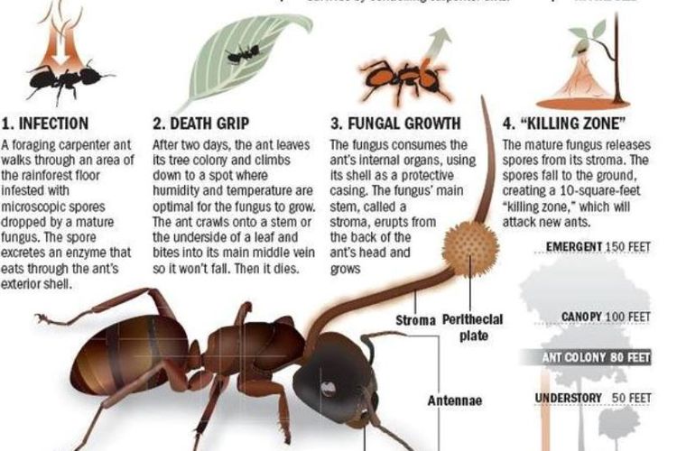 Cara kerja parasit bekerja membunuh serangga