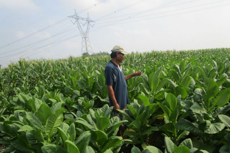 Petani mengecek kualitas tembakau di Desa Tanggungharjo, Kecamatan Tanggungharjo, Kabupaten Grobogan, Jawa Tengah, Sabtu (2/9/2017).