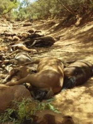 Puluhan kuda liar ditemukan dalam kondisi mati dan sekarat di sumber mata air yang mengering di dekat Santa Teresia, Australia, akibat cuaca panas ekstrem sepanjang Januari 2019. (Facebook/Ralph Turner)