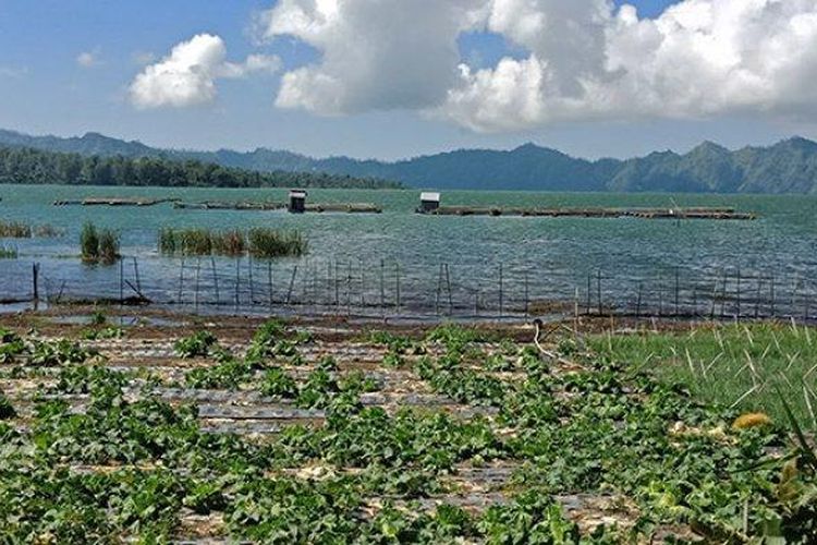 Suasana pertanian di sekitar Danau Batur, Kintamani, Bangli, Jumat (31/5/2019). 
