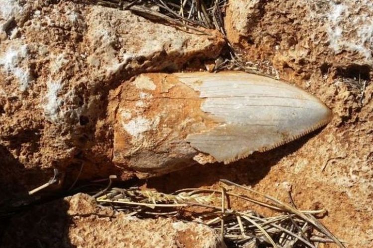 Fosil gigi Megalodon diletakkan di lokasi yang tidak diketahui, di Australia Barat. (Pemerintah Australia Barat via BBC)