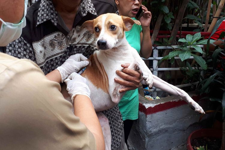 Suku Dinas Ketahanan Pangan Kelautan dan Pertanian (KPKP) Jakarta Pusat melakukan vaksin rabies gratis pada anjing di Kelurahan Mangga Dua Selatan pada Selasa (8/1/2019).