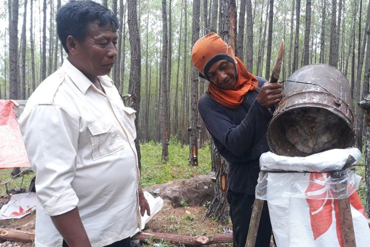 Seorang staf  PT THL sedang memonitoring kegiatan penyadapan dan pengumpulan getah di areal PT THL di Kabupaten Aceh Tengah, Kamis (21/2/2019). 