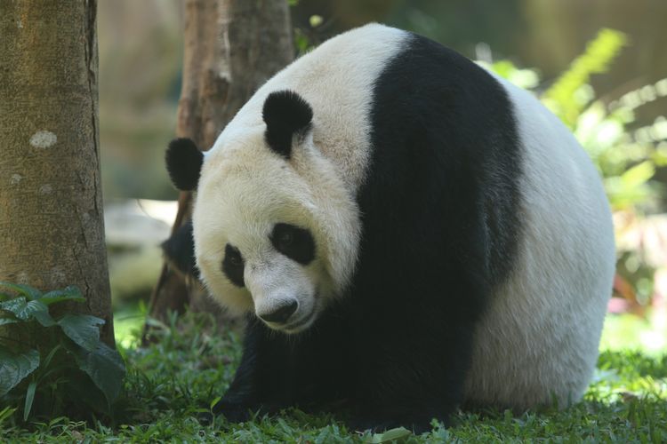 Seekor panda (Ailuropada melanoleuca) asal China diperlihatkan seusai proses karantina di Istana Panda Indonesia, Taman Safari Indonesia Bogor, Jawa Barat, Rabu (1/11/2017). Sepasang panda, Cai Tao (jantan) dan Hu Chun (betina) yang berasal dari pengembangbiakan di China Wildlife Conservation Association (CWCA) akan diperkenalkan untuk publik pada November 2017 ini