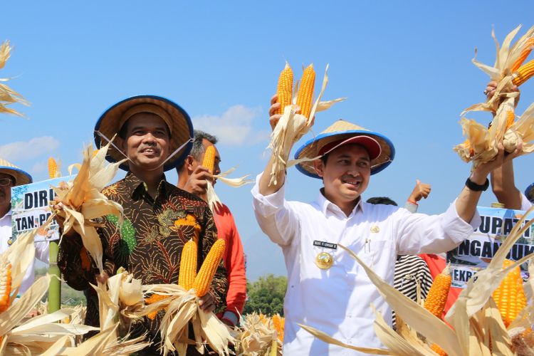 Panen raya jagung varietas Nakulaa Sadewa (Nasa) SinKembar Tongkol di Desa Joho, Kabupaten Nganjuk, Jumat (6/9/2019).