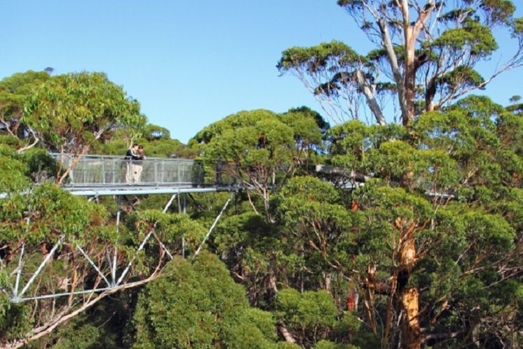 Tree Top Walk merupakan jembatan yang memiliki tinggi 40 meter yang bisa dinikmati pengunjung untuk melihat pemandangan pohon tingle raksasa dari dekat.