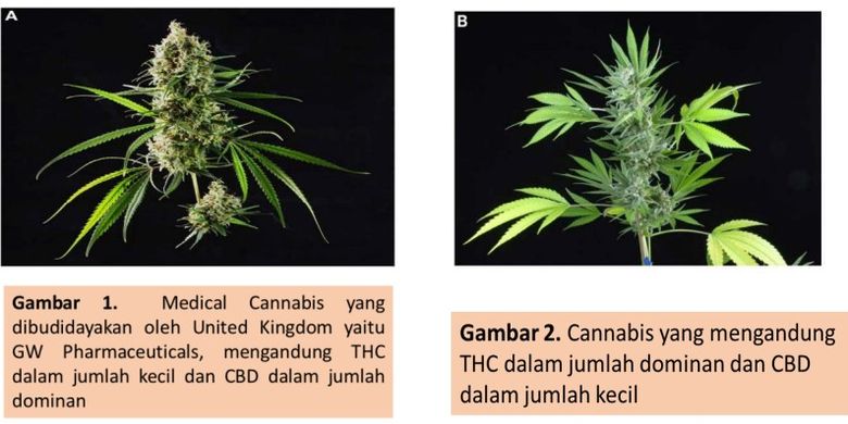 Perbandingan tanaman ganja hasil rekayasa genetik demi kepentingan medis dengan tanaman ganja naturall.