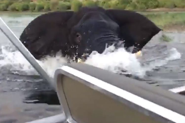 Seekor gajah di Taman Nasional Chobe di Botswana nyaris menyerang sebuah perahu yang penuh dengan turis.