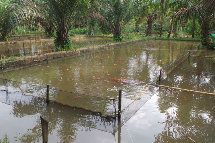 Tambak ikan nila Karang Taruna Laskar Nusantara di Jambi dengan modal awal bibit ikan 30.000 ekor. Melaluinya, masyarakat Jambi diajak untuk beralih kegiatan membuka lahan dengan membakar hutan. 