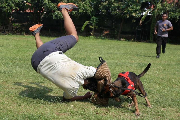 Anggota Unit Satwa K9 Polda Metro Jaya melatih anjing untuk menangkap pelaku kejahatan bagian umum, di Mako Satwa Direktorat Sabhara Polda Metro Jaya, Palmerah, Jakarta Barat, Jumat (29/06/2018). Kegiatan latihan ini bertujuan untuk meningkatkan kemampuan satwa anjing atau satwa K9 dalam melakukan pengamanan serta melacak keberadaan bahan peledak (handak), narkotika, dan pemecah massa.